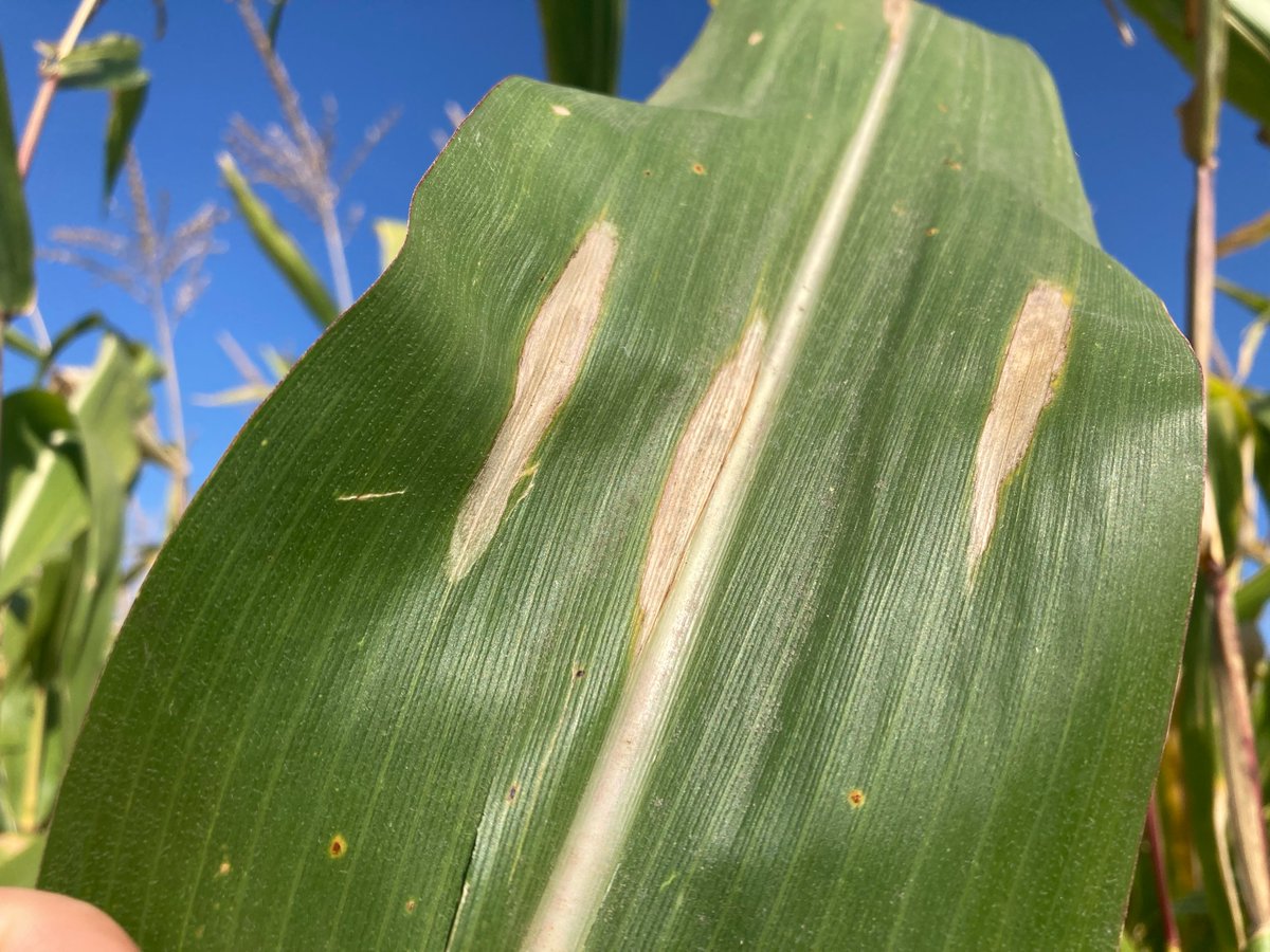 Crop Protection Network tweet media