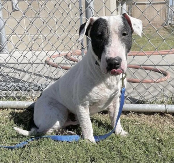 OlwynHope's tweet image. PATCHES #A381752 a 🐶 at 18mo NOBODY wants PATCHES no FOSTER in sight no ADOPTERS hardly any #PLEDGES to attract #RESCUES this now only means 1 thing #CorpusChristi Tx has him listed ‼️HIGH KILL💉‼️’ ADORABLE’ PATCHES will be GONE FOREVER very SOON 🙏 #PLEDGE to attract #RESCUES