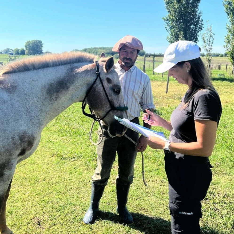 Con el fin de brindar garantías sanitarias y resguardar el bienestar animal, fiscalizamos la exportación de más de 1200 equinos habilitados para competencias deportivas en diferentes países. Estados Unidos, Uruguay y la Unión Europea fueron los principales destinos.