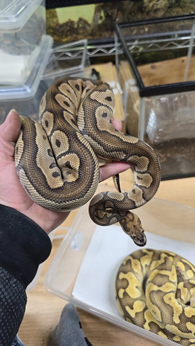 ボールパイソン🐍アダルト、アダルト手前のいいサイズが10匹ほど入荷