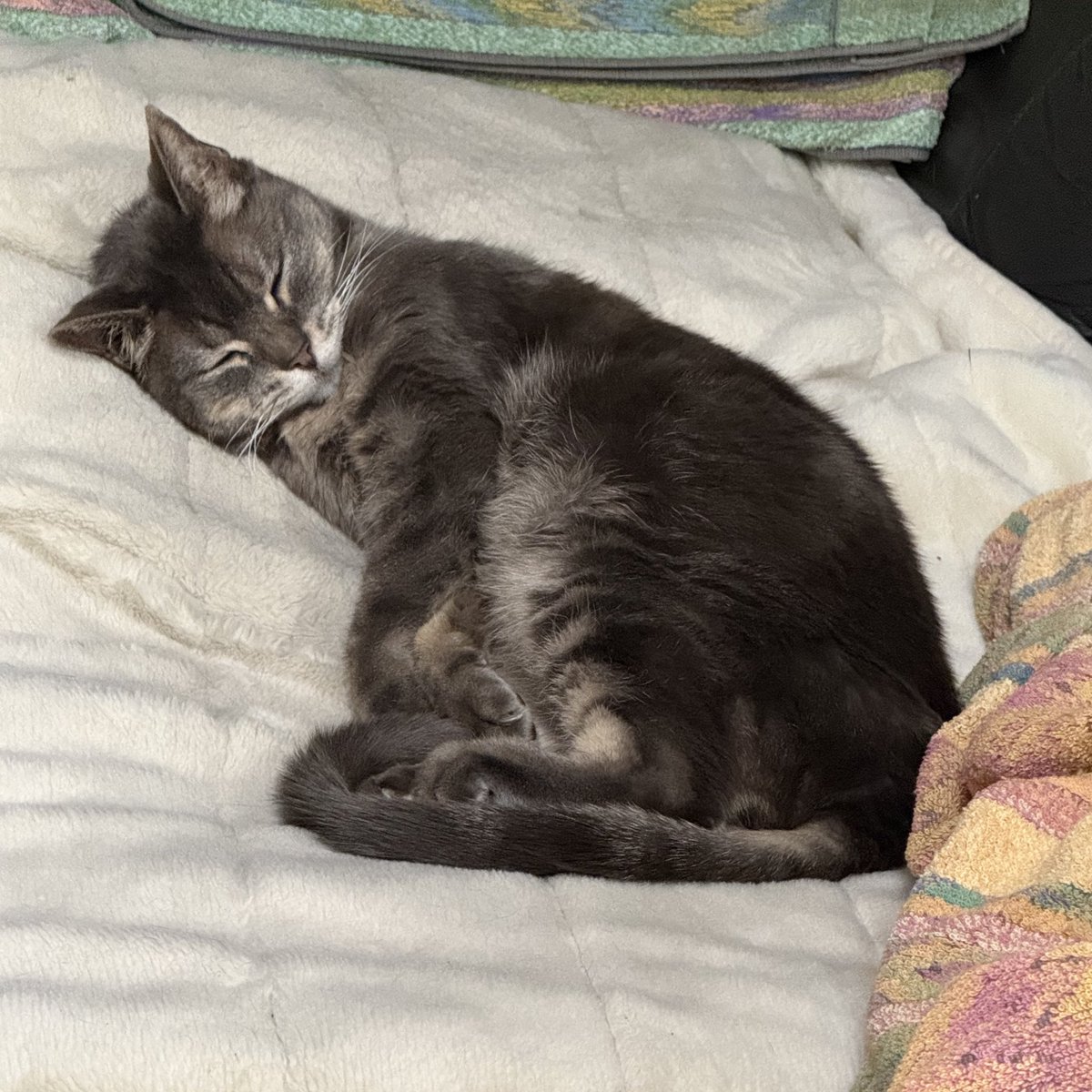 コハク(推定4歳)とコハママ (@amber589koha) / Posts / X