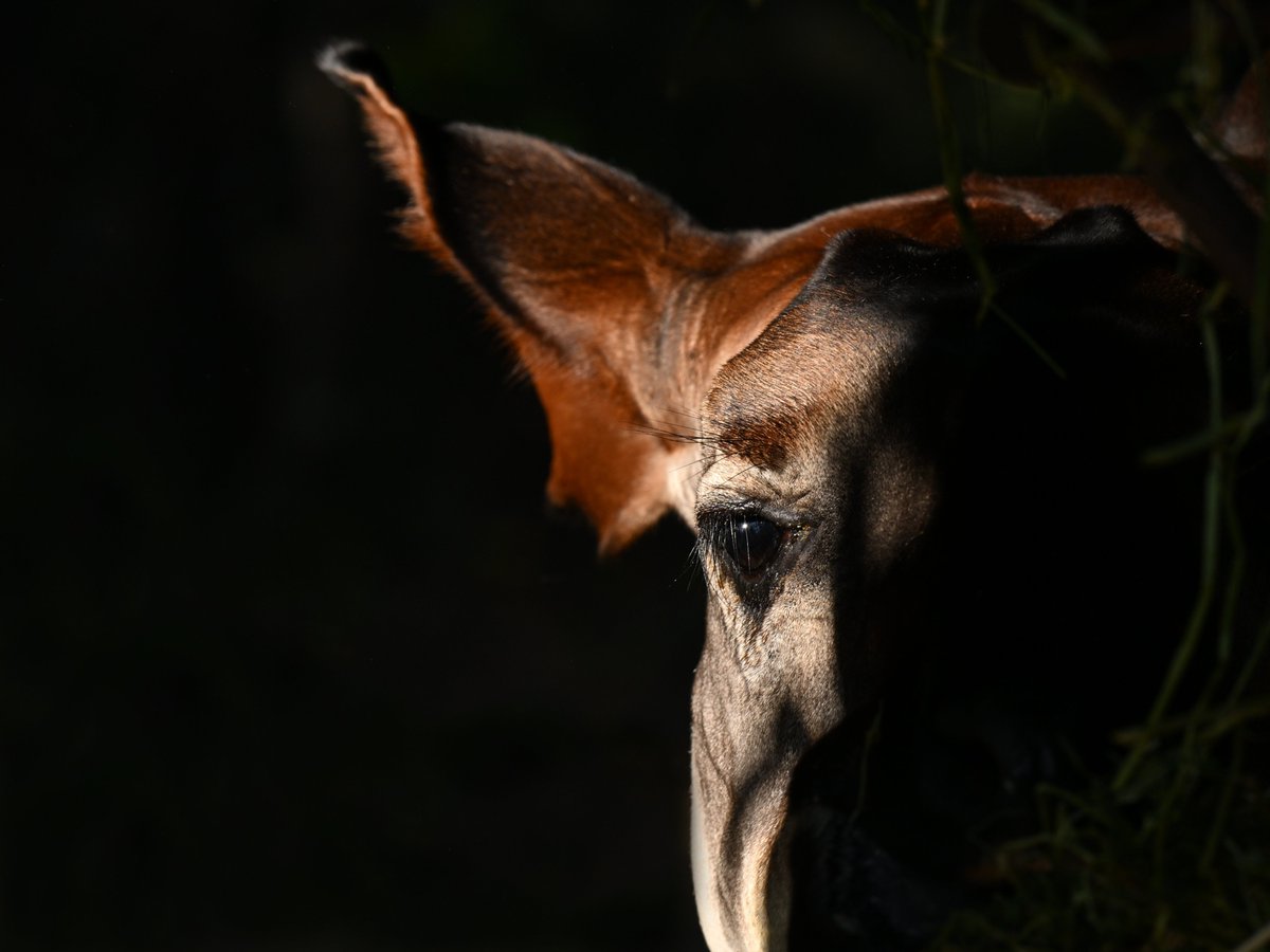 慌ただしい一日を終えて これでよかったのだろうか？
と振り返る
今宵はこの曲で 自省しながら おやすみなさい💤
"This Is All I Ask"
by Nancy Wilson
youtube.com/watch?v=gdILJI…
※写真は関係ありません
#オカピ #ズーラシア #okapi #ZOORASIA