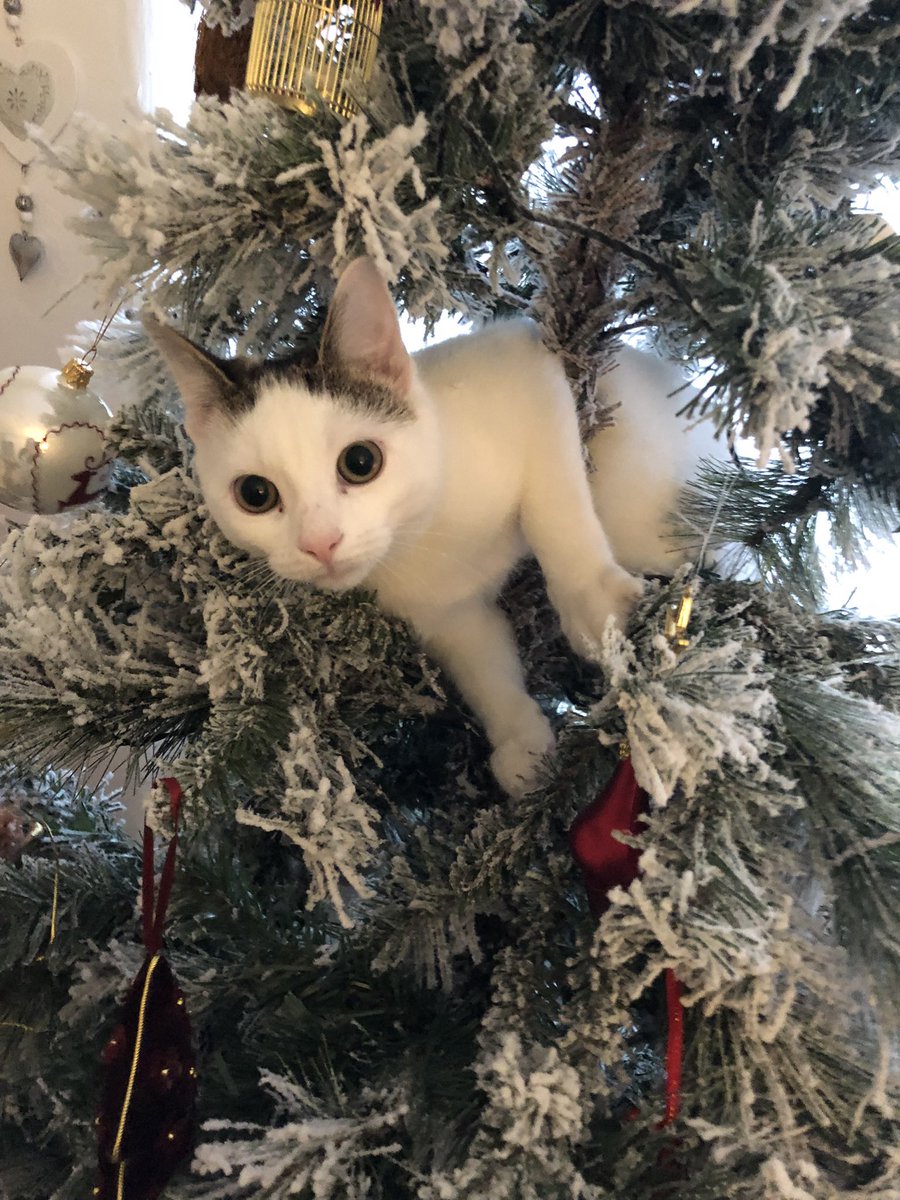 ann_moralee's tweet photo. @SusanCalman @Malcolm_theCat Picklepops being a furry decoration https://t.co/zwYx4wlNHW