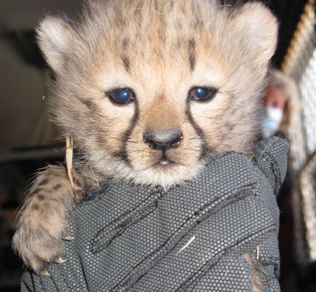 happy international cheetah day to him 🐆🩶