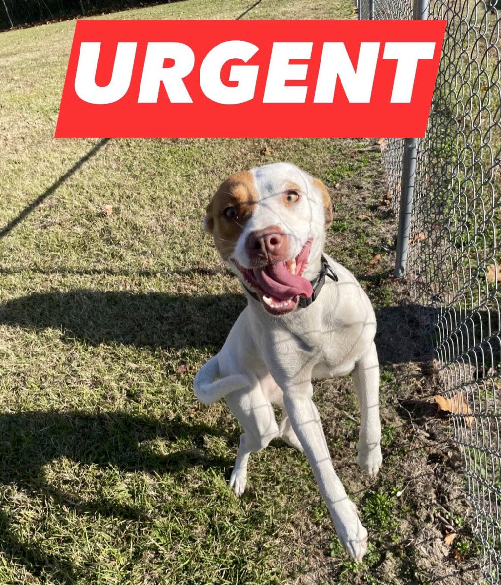 Dubs4Mutts's tweet image. 🔥 🐶 FIREFLY ♥️ Needs OUT
DEADLINE TODAY FRIDAY 12/5 🆘
#RockyMount #NorthCarolina
This sweet little glowbug has had zero interest. Firefly needs an adopter or foster and rescue by Friday 12/5 4PM to stay safe.
Please share to help her land somewhere safe!