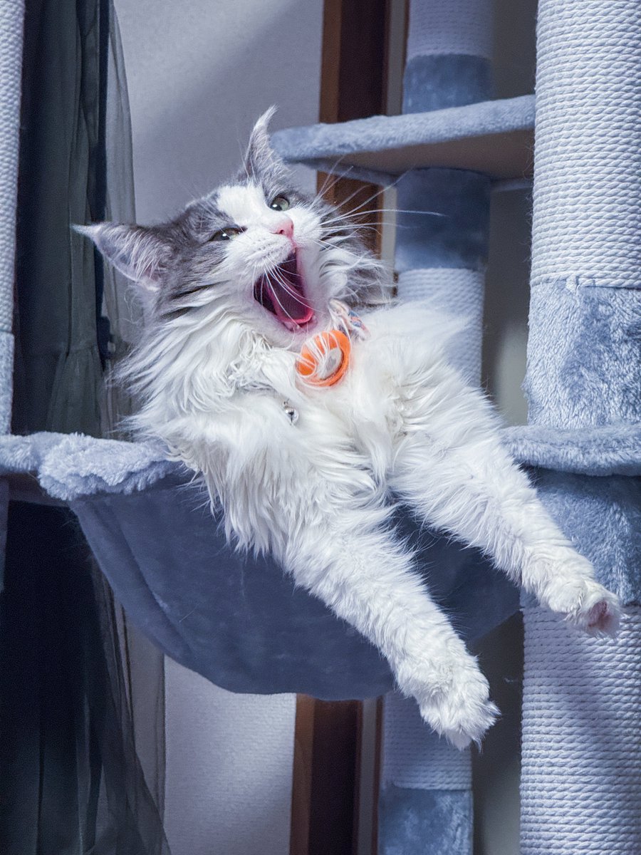 2025/12/5
今日のフェリちゃん🐈

フェリめちゃくちゃイケ猫じゃん‼️って思った瞬間2枚目との落差です🙄
可愛いもカッコいいも両方持ってるメインクーンのお嬢様です☺️
だいぶメインクーンらしさを感じる事が増えて来ました

インフルエンザ３日目