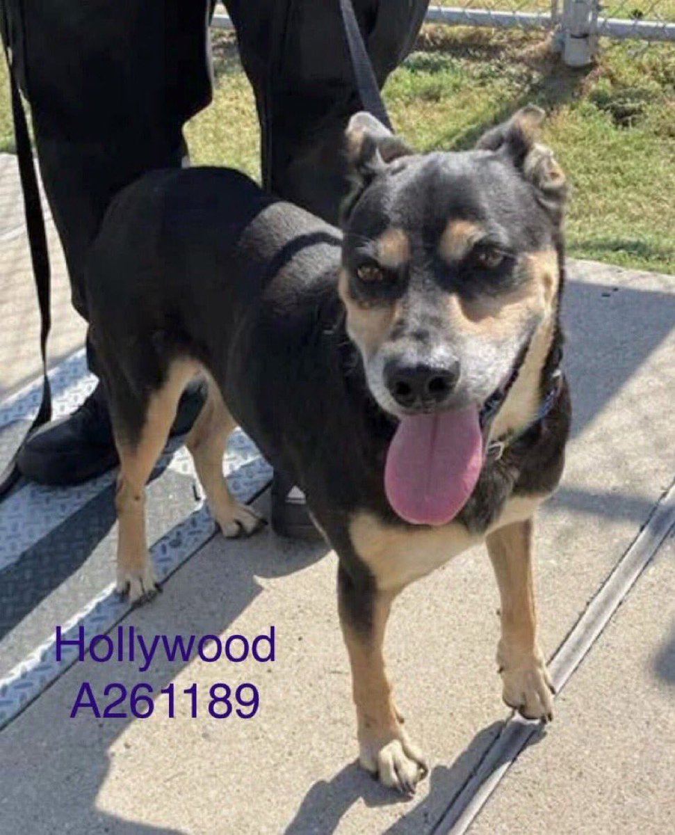 Senior HOLLYWOOD #261189 is living on borrowed time!
Been @ Corpus Christi AC 2 long!
Can be put down @ any time!
Ideal pet for any 👨‍👩‍👧‍👦
Energetic &amp; full of ❤️ 2 give despite his age
Let’s give him a happy ending 2 his life!
PLEDGE
#RESCUE
#ADOPT
He’s a ⭐️!