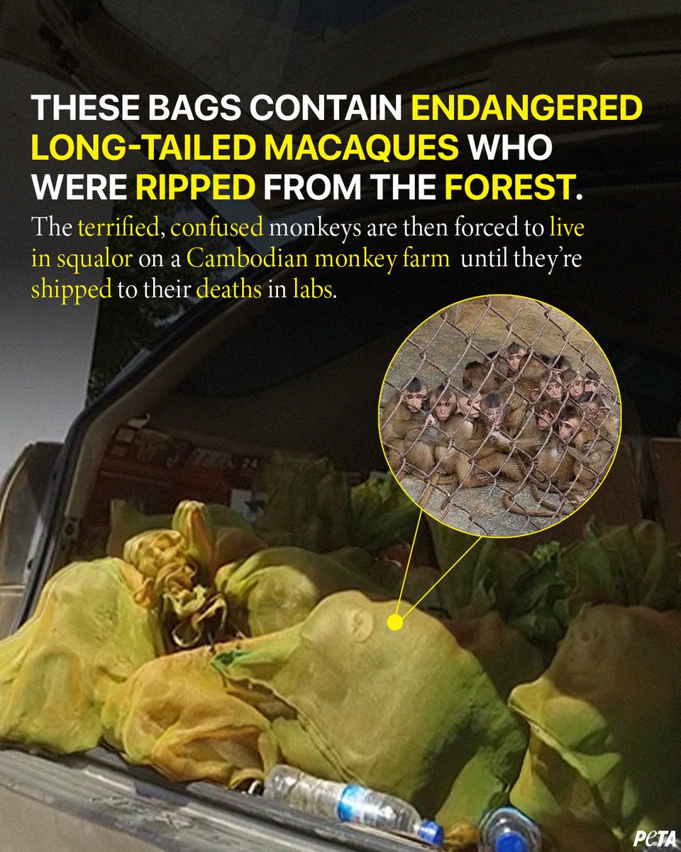These monkeys will never again see their loved ones, swing from trees, or even experience freedom 💔 They're being pushed to the brink of extinction for cruel experiments in the U.S.
 
It doesn't have to be this way, fight for them NOW 👉 peta.vg/452c