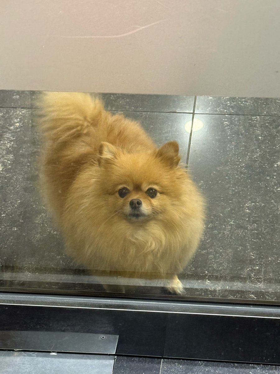 MSO_dc's tweet photo. 문 앞에 파이가 뙇🐶
들튀하고 싶었던 보라ㅋㅋㅋㅋ
근데 파이가 저러고 있으면 어떻게 퇴근하겠어 (;´༎ຶٹ༎ຶ`) https://t.co/BbQZIZEWHc