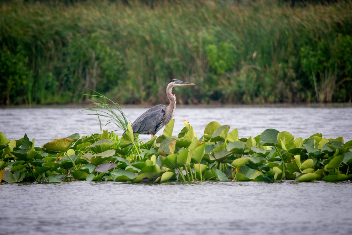 Parc national de la Pointe-Pelée, Parcs Canada tweet media