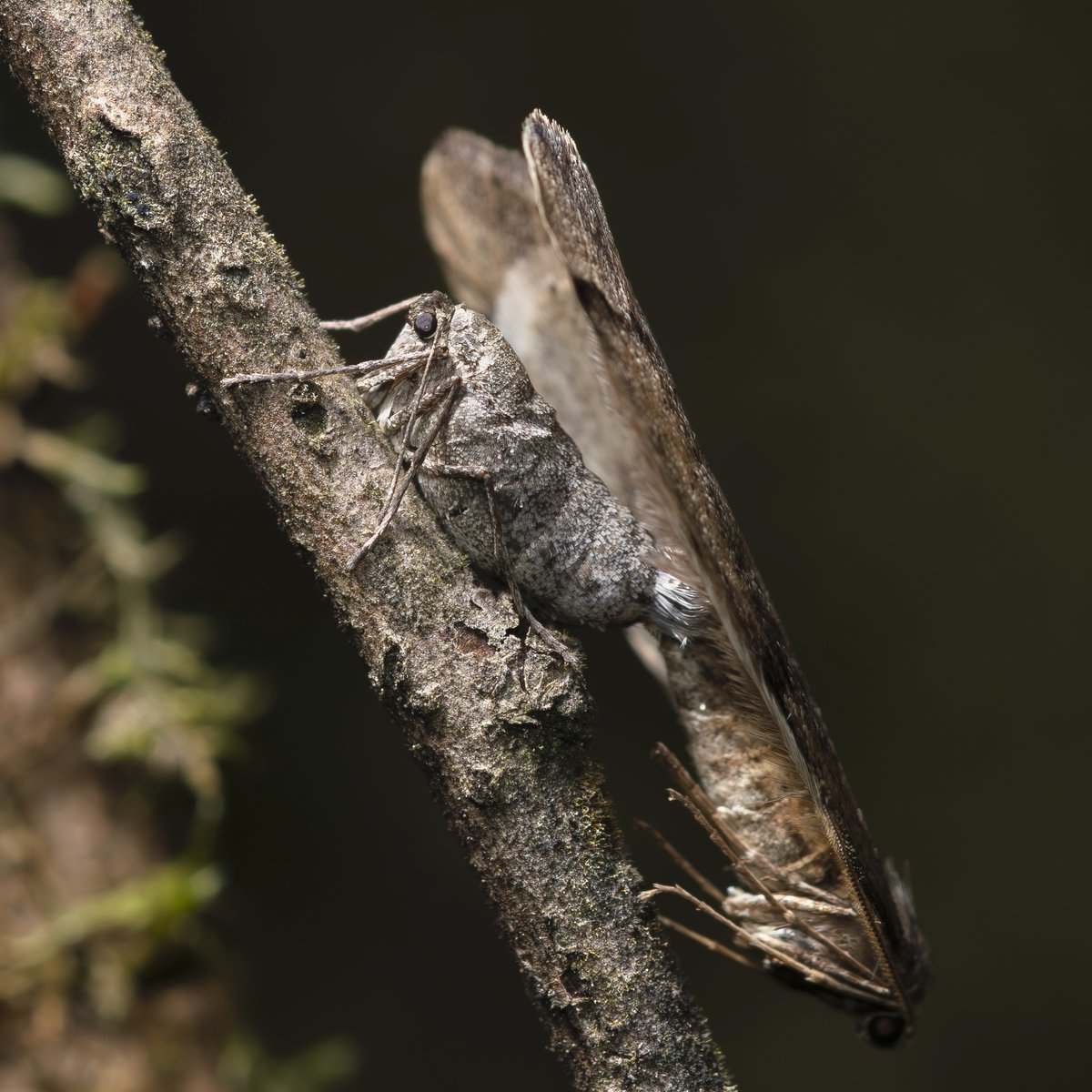ウスバフユシャク Inurois fletcheri
その名の通りの、絹のような「薄翅」の美しさよ。
軽井沢の初冬のフユシャク類では、最も寒い時期まで活動が見られる種の一つ。
今夜も-5℃の凍てつく満月の下で、オスは翅の退化したメスに巡り会えたようだ。
長野県 2025-12-05
