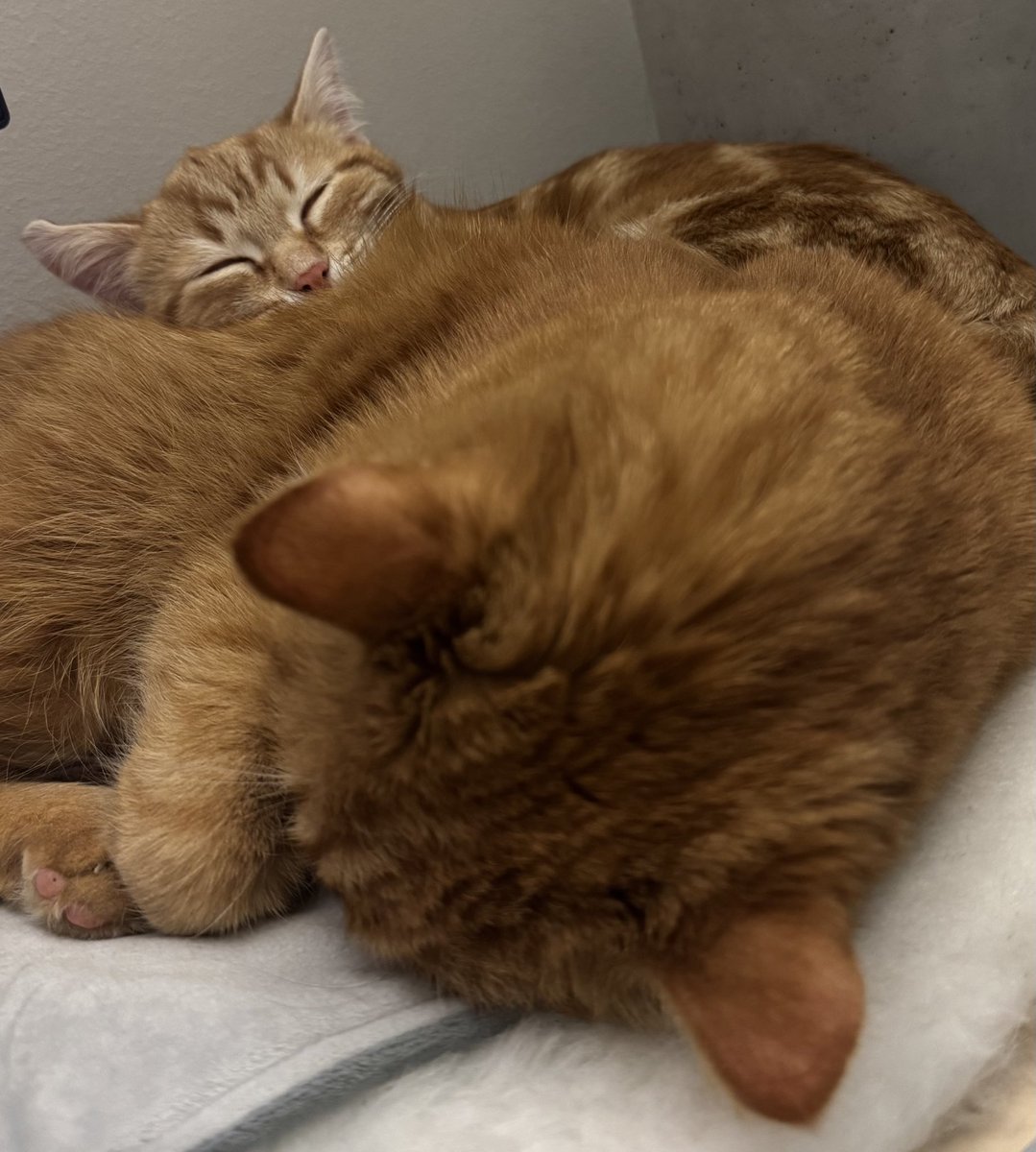 null0set's tweet image. У вас випало трохи допаміну, тримайте