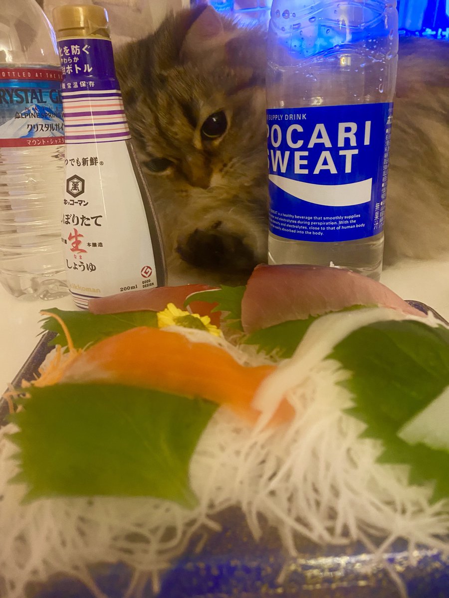 M_thEnd2's tweet photo. にゃっ😾 https://t.co/OWUqwVPSAR