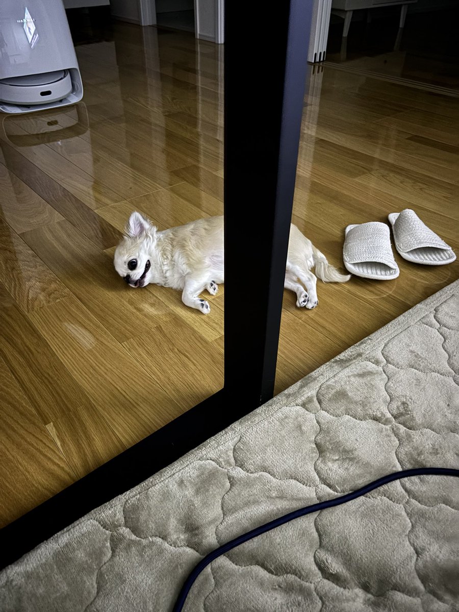 こたつ入る→こたつ出る→水飲む→横になるの繰り返し
サウナーか