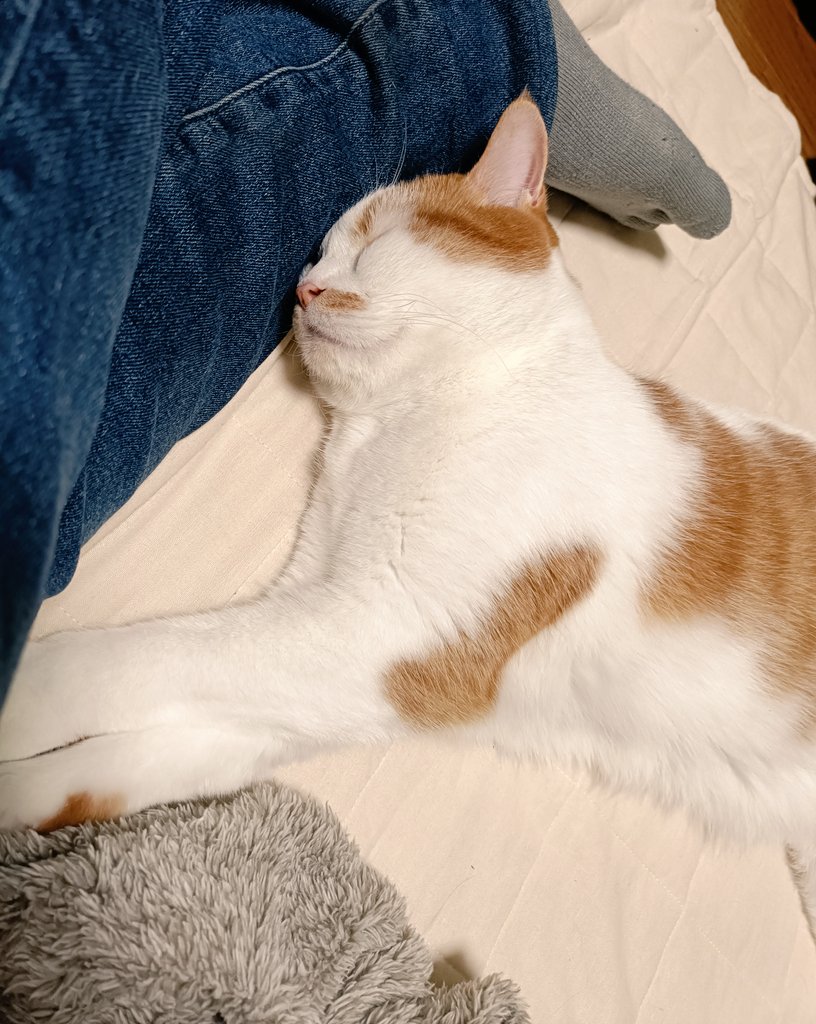 idolcat_tk's tweet photo. 爆睡😊　
#猫のいる幸せ https://t.co/PgvdTyJPiL