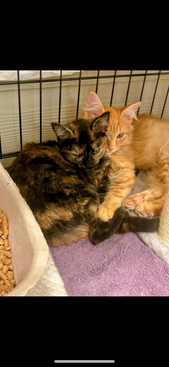 gandolf_s's tweet image. Good Morning❤️Murphy and Birdie❤️ Still Available For Adoption. Atlanta, Ga.