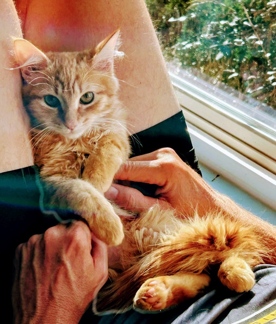 gandolf_s's tweet image. Good Morning❤️Murphy and Birdie❤️ Still Available For Adoption. Atlanta, Ga.