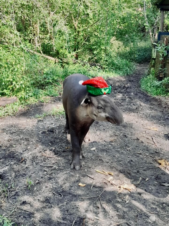 The Belize Zoo and Tropical Education Center tweet media