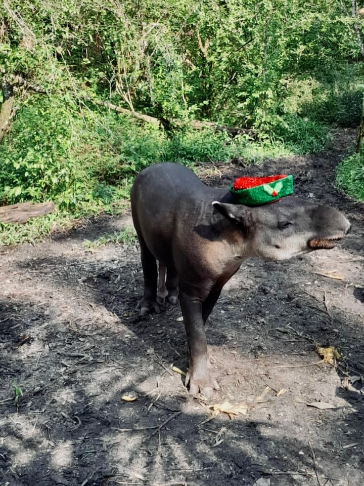 The Belize Zoo and Tropical Education Center tweet media