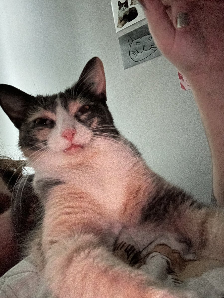 monkey & zoe ❤️ oreo 🌈 tweet media