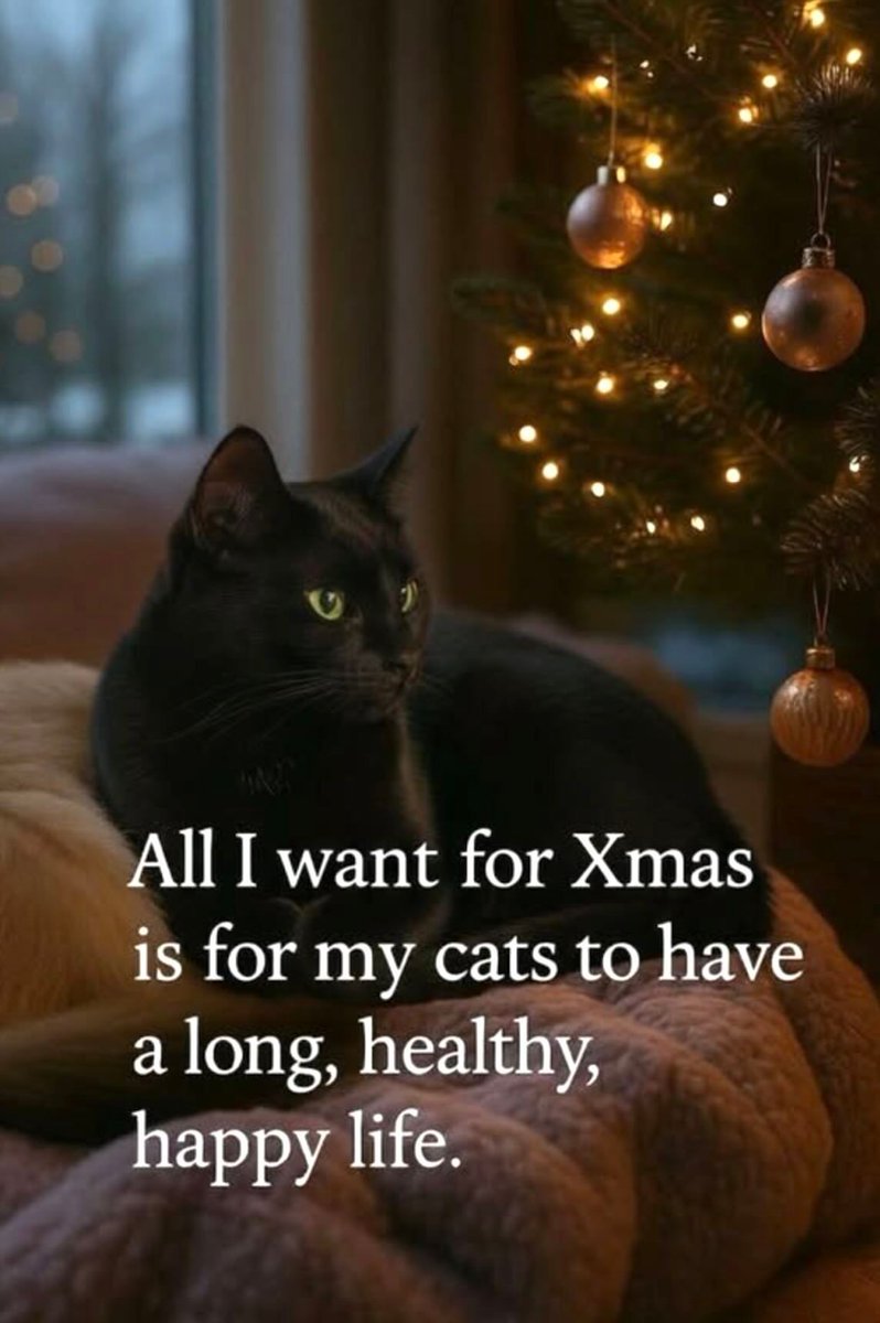 Cats and Kittens (@catsnkittys) on Twitter photo 