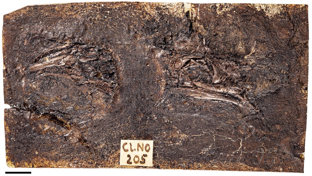 Historical Biology tweet media