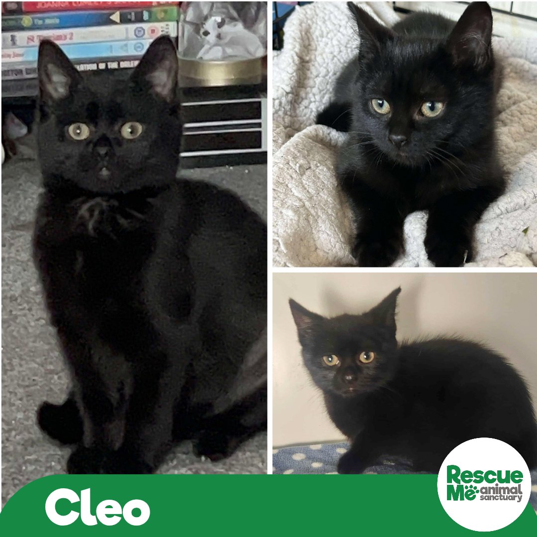 This amazing little fur ball is looking for her forever home, she would love another cat to play with &amp; a patient owner who will give her space to settle. ☎️ 07952017696 #FridayFeeling #Liverpool #Cats #Kittens