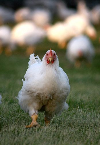 Nig_Farmer's tweet photo. Have you ever done a research on Broilers?

If you haven't, don't worry.
We've done an extensive facts research on Broilers for you.

1) it reaches its full market weight in approximately 42 days (six weeks), compared to several months for heritage breeds.

2) The primary commercial broiler used globally is a hybrid cross developed from specific strains of White Cornish (for meat yield) and White Plymouth Rock chickens (for robustness).

3) In the 1920s, it took roughly 112 days to raise a chicken to 1.36kg; modern genetics allow a chicken to reach over six pounds in less than half the time.

4) It is estimated that over 95% of the chickens raised for meat in the United States and Europe are these genetically engineered, high-efficiency birds.

5) Due to their rapid growth rate, the legs and skeletal structure of broiler chickens often struggle to keep up with the weight of their breast muscle, leading to lameness issues.

6) The industry focuses intensely on feed conversion ratio (FCR), with modern broilers requiring less than 0.86kg of feed to gain 0.45kg of body weight, making them incredibly efficient.

7) Broilers are bred specifically for a large, robust breast muscle, as this is the most profitable and desired cut of meat.

8) The term “broiler” refers to the cooking method (broiling), as these young birds are tender enough to be cooked quickly over high heat.

9) While they have the genetic potential for rapid growth, the modern broiler’s success is dependent on a very specific, high-protein diet designed to meet their intensive nutritional needs.

10) A major study found that the modern broiler chicken, due to its rapid growth, has bones that are less dense than those of traditional breeds.

11) The global meat consumption of chicken has surpassed pork as the most consumed animal protein on Earth, largely due to the efficiency of the broiler industry.

12) The genetic lines for commercial broilers are closely guarded secrets, owned by only a few global breeding companies, creating a highly consolidated industry.

13) The “broiler house” is a specialized, climate-controlled environment designed to provide the perfect temperature, light, and feed conditions to maximize growth rates.

14) Chickens raised for meat are typically all white-feathered because colored feathers leave pigmentation in the skin and carcass that is seen as undesirable by consumers.

13) In 2023, the U.S. alone produced approximately 9.37 billion broiler chickens for meat consumption.