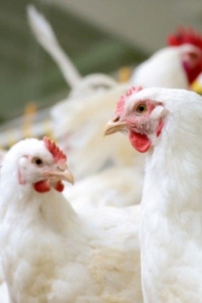 Nig_Farmer's tweet photo. Have you ever done a research on Broilers?

If you haven't, don't worry.
We've done an extensive facts research on Broilers for you.

1) it reaches its full market weight in approximately 42 days (six weeks), compared to several months for heritage breeds.

2) The primary commercial broiler used globally is a hybrid cross developed from specific strains of White Cornish (for meat yield) and White Plymouth Rock chickens (for robustness).

3) In the 1920s, it took roughly 112 days to raise a chicken to 1.36kg; modern genetics allow a chicken to reach over six pounds in less than half the time.

4) It is estimated that over 95% of the chickens raised for meat in the United States and Europe are these genetically engineered, high-efficiency birds.

5) Due to their rapid growth rate, the legs and skeletal structure of broiler chickens often struggle to keep up with the weight of their breast muscle, leading to lameness issues.

6) The industry focuses intensely on feed conversion ratio (FCR), with modern broilers requiring less than 0.86kg of feed to gain 0.45kg of body weight, making them incredibly efficient.

7) Broilers are bred specifically for a large, robust breast muscle, as this is the most profitable and desired cut of meat.

8) The term “broiler” refers to the cooking method (broiling), as these young birds are tender enough to be cooked quickly over high heat.

9) While they have the genetic potential for rapid growth, the modern broiler’s success is dependent on a very specific, high-protein diet designed to meet their intensive nutritional needs.

10) A major study found that the modern broiler chicken, due to its rapid growth, has bones that are less dense than those of traditional breeds.

11) The global meat consumption of chicken has surpassed pork as the most consumed animal protein on Earth, largely due to the efficiency of the broiler industry.

12) The genetic lines for commercial broilers are closely guarded secrets, owned by only a few global breeding companies, creating a highly consolidated industry.

13) The “broiler house” is a specialized, climate-controlled environment designed to provide the perfect temperature, light, and feed conditions to maximize growth rates.

14) Chickens raised for meat are typically all white-feathered because colored feathers leave pigmentation in the skin and carcass that is seen as undesirable by consumers.

13) In 2023, the U.S. alone produced approximately 9.37 billion broiler chickens for meat consumption.
