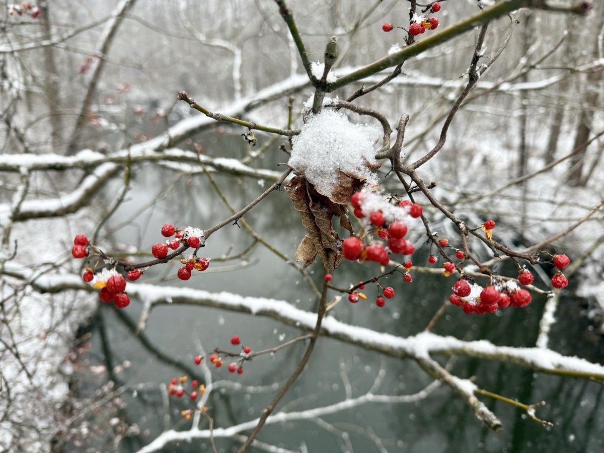 eshansen_2's tweet image. Rock Creek in the fresh snow
@capitalweather
