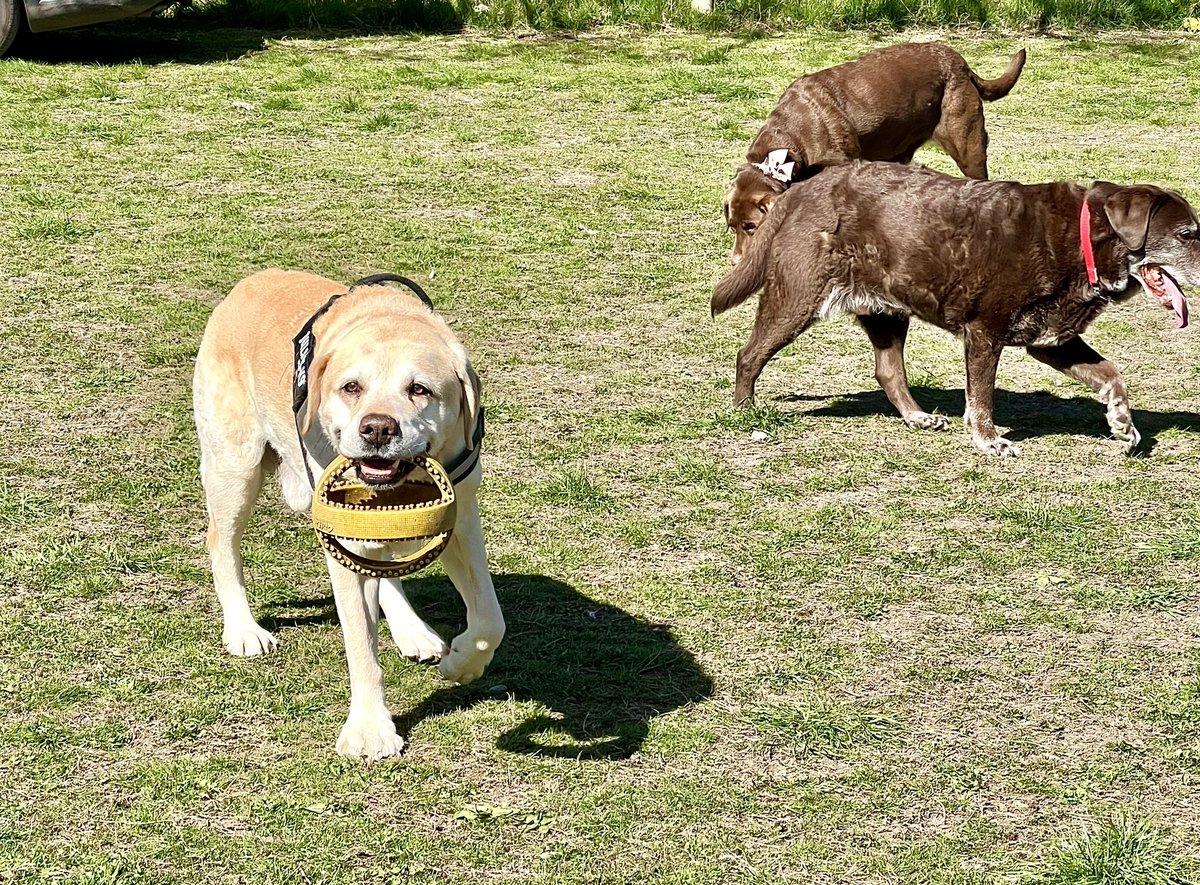 Princess Pupski 🌈 tweet media