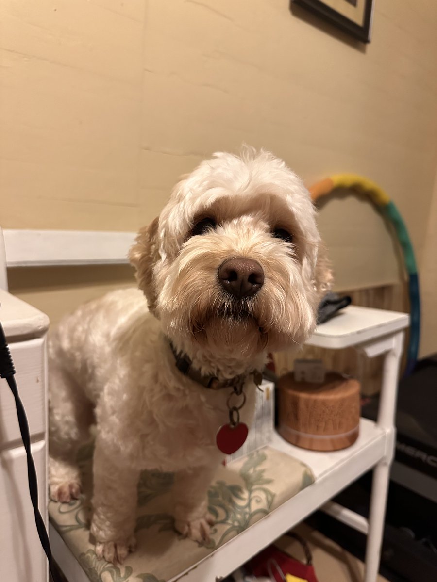 Woke up to so many new faces and realized this app is full of passionate patriots I never knew were here. Grateful for every single one of you this morning! Coffee's hot, dog's here judging me, and I'm still the same idiot, just more positive 😂🤎🇺🇸