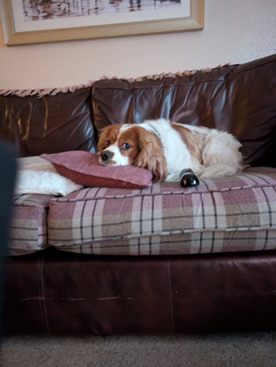 Ever get the feeling your being watched 👀 🐕
<a href="/Flamecheck1/">Flamecheck Ltd</a>
#dogsatwork #chimneysweep