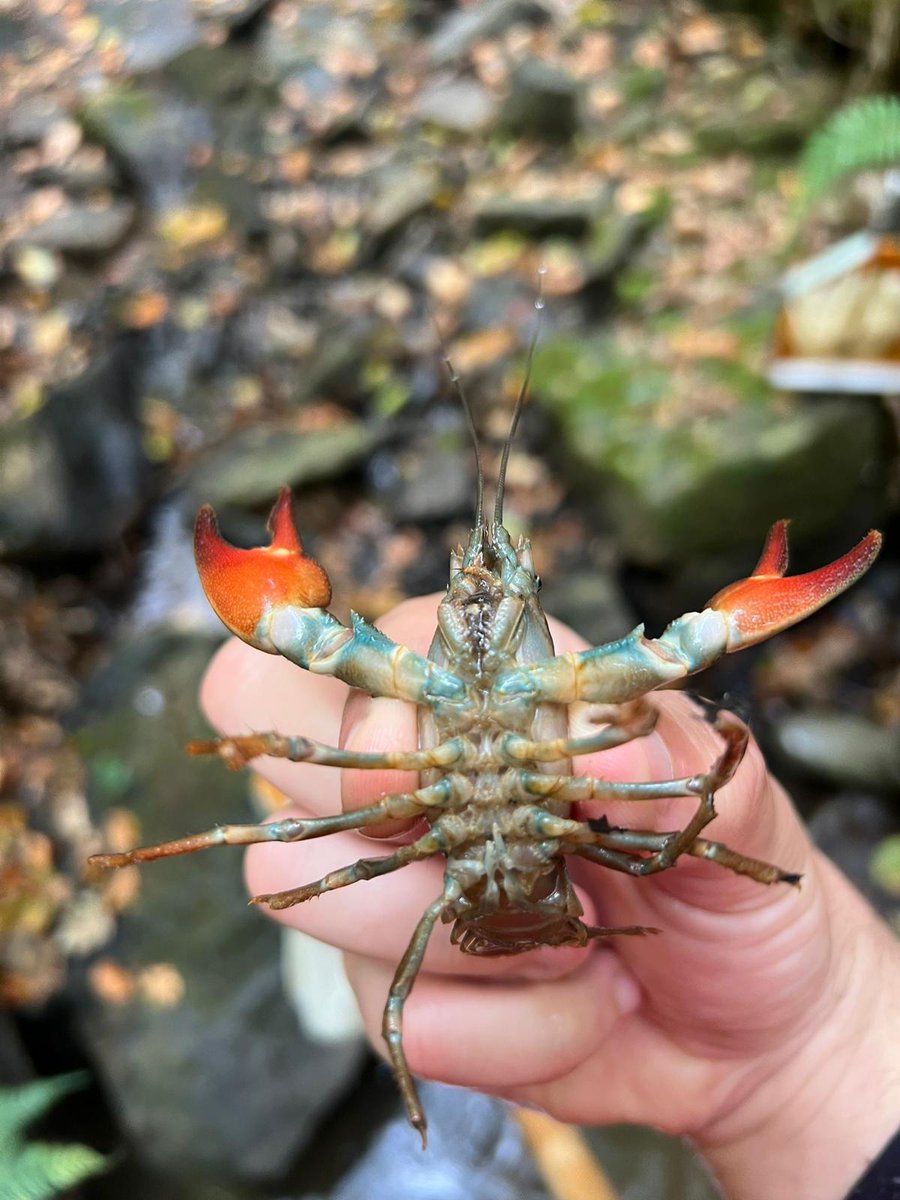 EhuStream tweet media