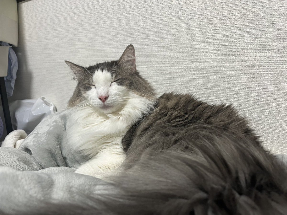 kusheruch's tweet photo. かわいい寝顔。 https://t.co/SSiRCsqy8J