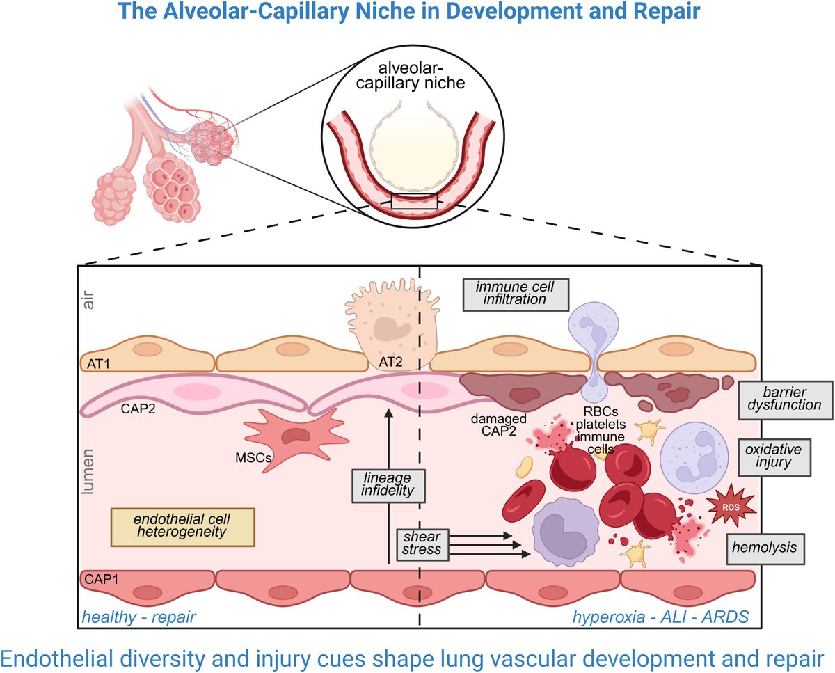 AJP-Lung Cellular and Molecular Physiology tweet media