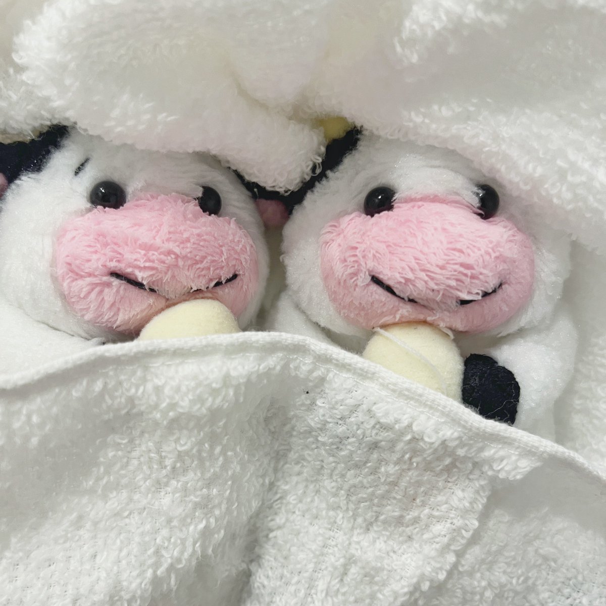softushi3s's tweet photo. 🌬️🐮🐮 https://t.co/NA5H0o3io0