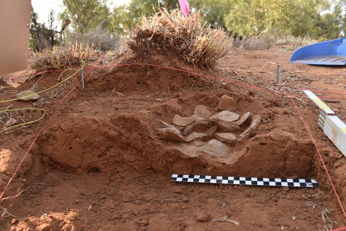 #ICYMI: A cache of some 60 tools was found protruding from the soil in northwest Queensland, according to an ABC News Australia. Known as tulas, the objects would have been hafted onto a handle and used for woodworking (via. Archaeology Magazine)

💻️: tinyurl.com/3wxy5ykp