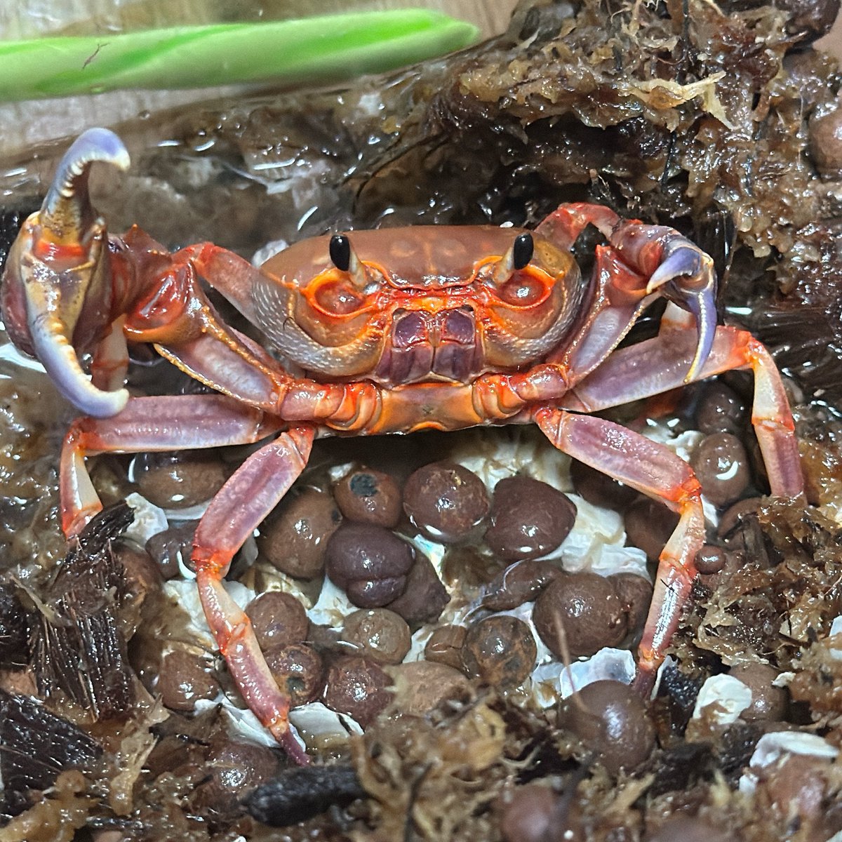 E3%82%AB%E3%83%8B%E3%81%99%E3%81%8D