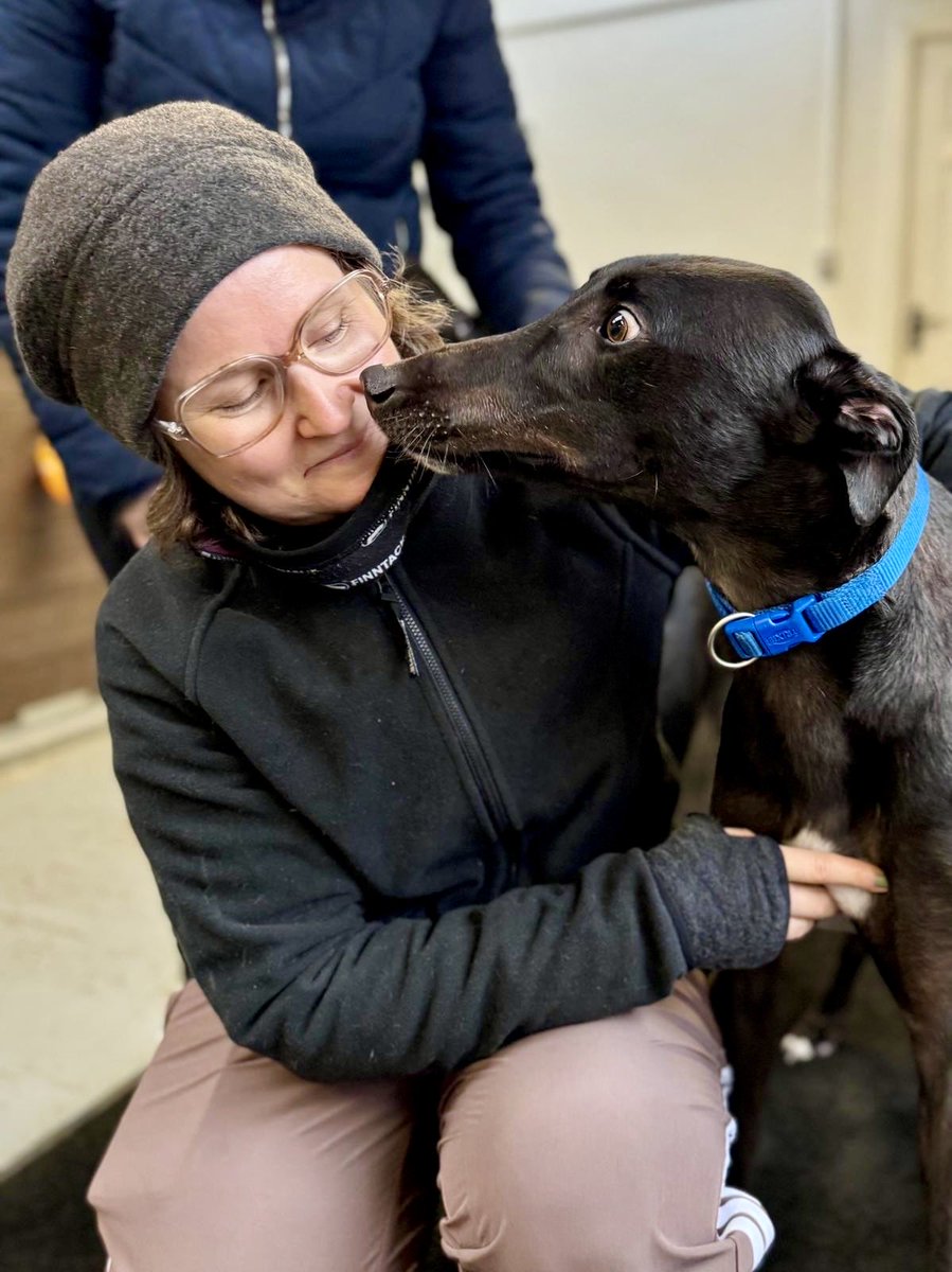 RHuoman's tweet photo. Got to meet the legend himself 
Magical Luka 🫶 
Thank you so much for having us today @PatrickGuilfoy4 

#beevalegreyhounds #magicalluka #greyhound #greyhoundracing https://t.co/MikBt6KfNI