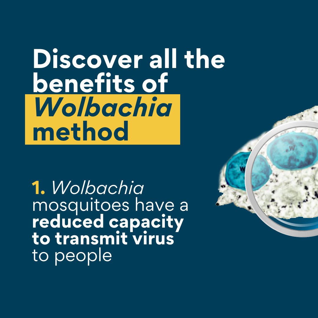 World Mosquito Program (WMP) tweet media