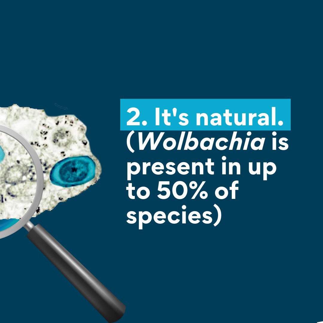 World Mosquito Program (WMP) tweet media