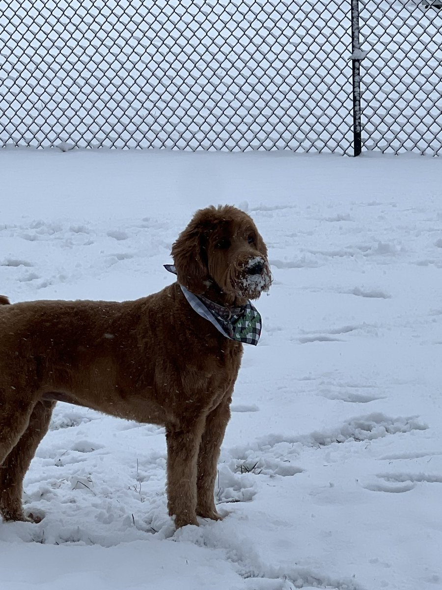 skinneyone38's tweet photo. Winter Wonderland!! https://t.co/maQnh7Mf5X