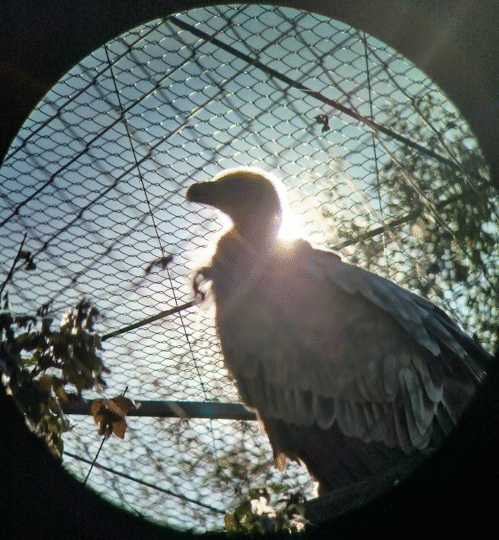 BiomHr's tweet photo. The work of the Association BIOM was presented at the conference in Italy by Bolesław Słociński, who highlighted alarming data on lead concentrations in Griffon vultures in Croatia 
👉https://t.co/ljbXzvSoxg

#LIFESUPport #lead https://t.co/s1nom4amPn