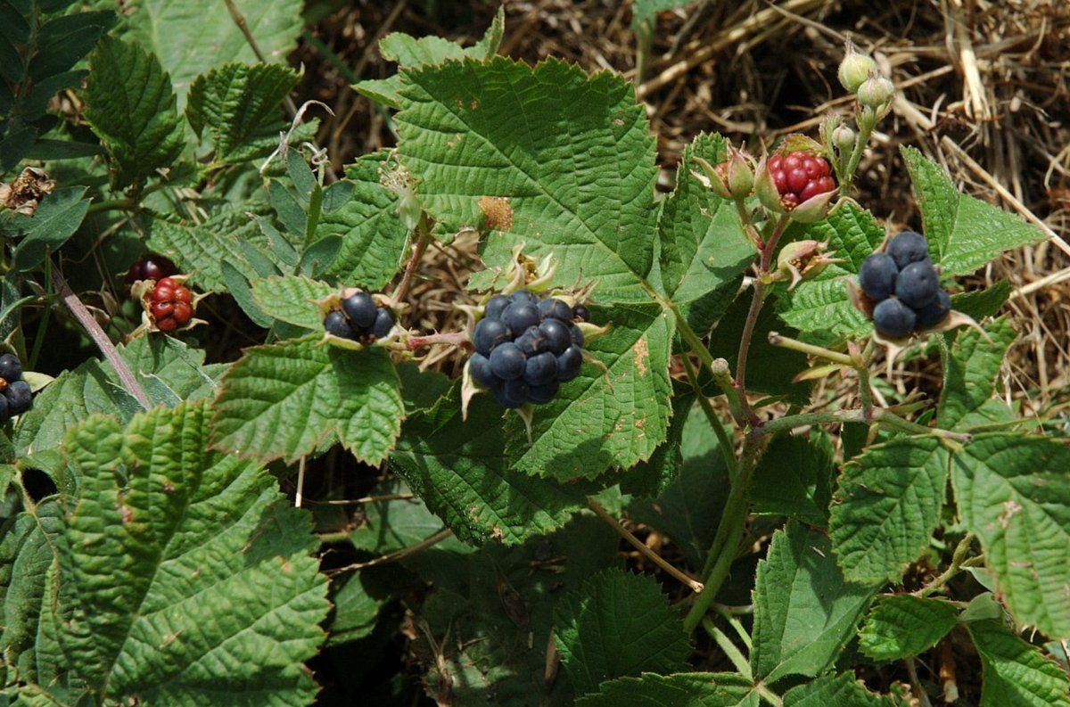Villapun_'s tweet photo. PLANTAS EN #VILLAPÚN (LXXVII):
ZARZA REAL: se trata de la variedad de zarza conocida científicamente como Rubus caesia, más escasa y apreciada que la zarzamora común, y que produce las “moras de la reina”, frutos de mayor tamaño y menos grano. https://t.co/b2Gcg3OHMi