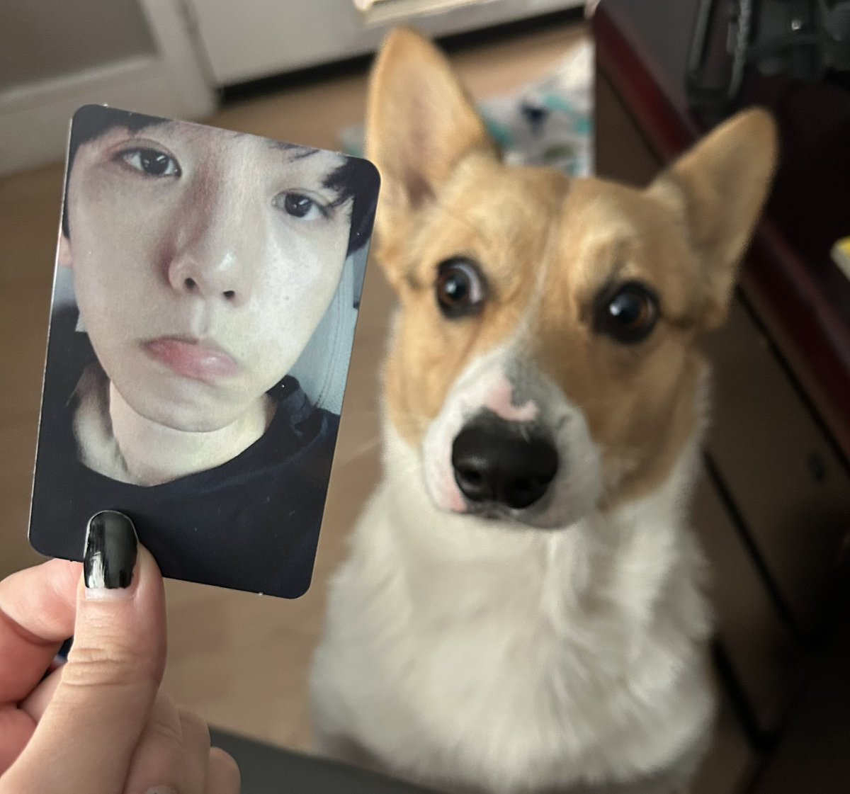 puppy boy mail ft my actual puppy