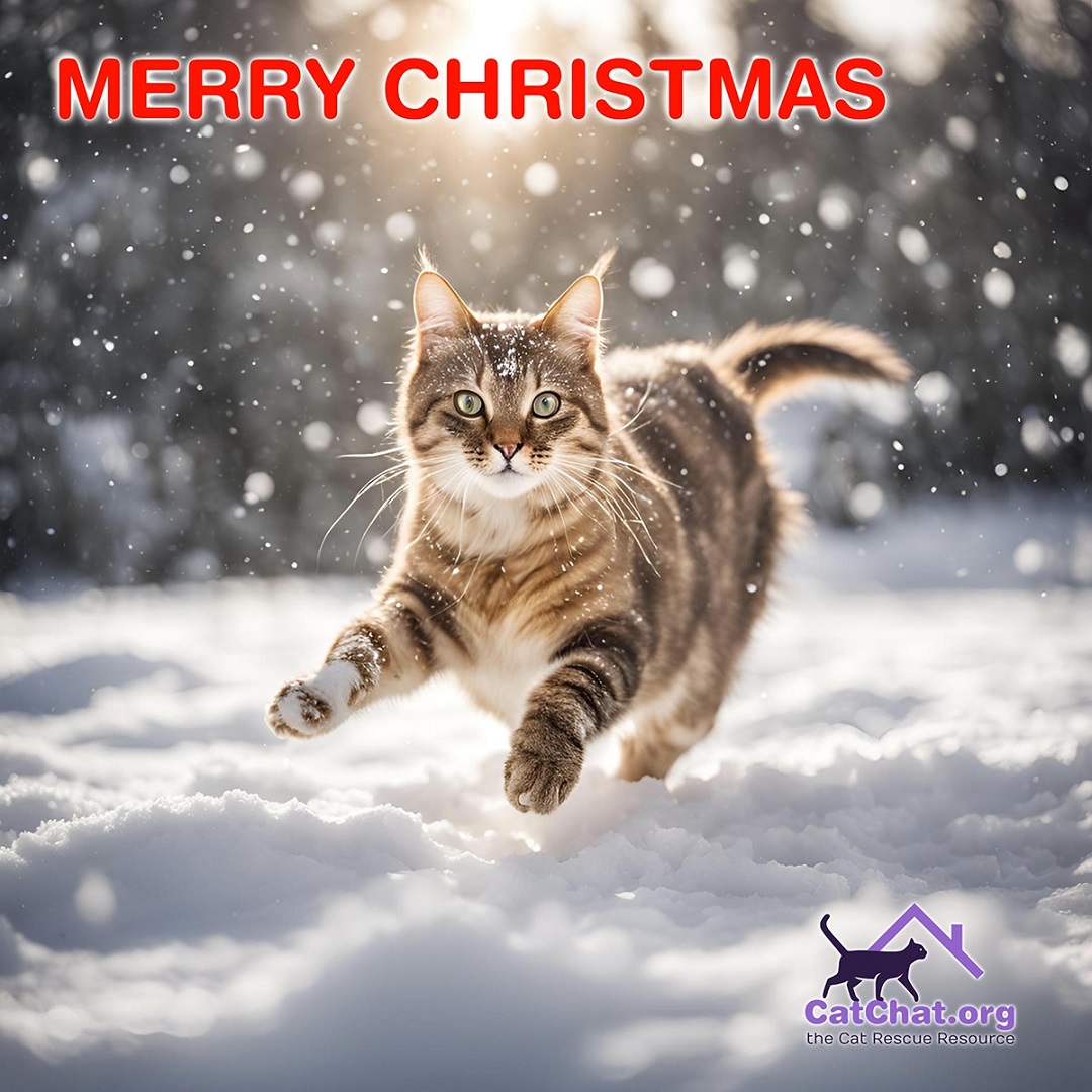 catchatcharity's tweet photo. .@dontsendmeacard is a great way to support Cat Chat, save time, and help the planet!
Send your Christmas e-cards and donate what you would have spent on paper cards and stamps at: https://t.co/xXS1Mg7uWw
#DontSendMeACard #Christmas #RescueCats https://t.co/wSfflneJPe