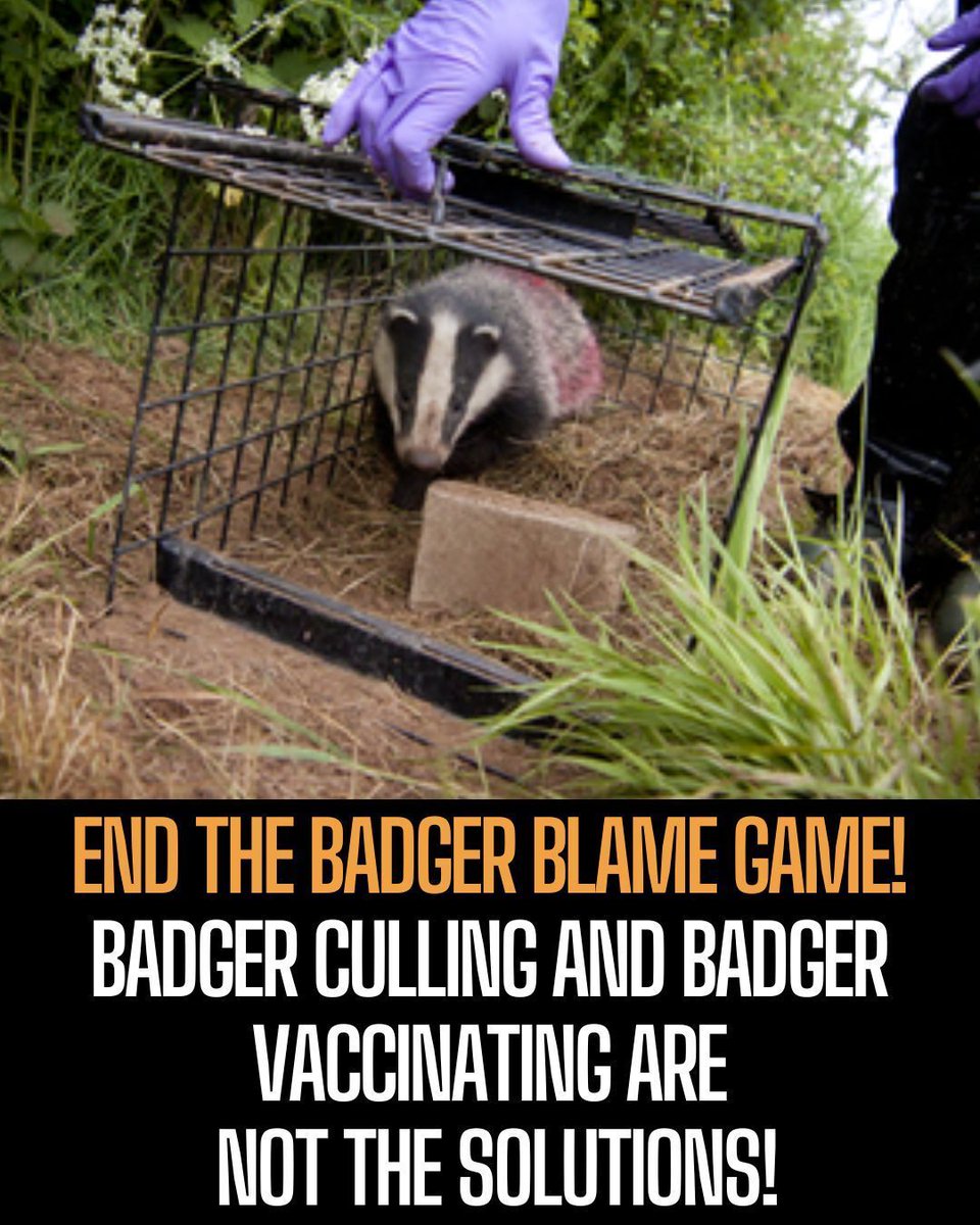 TB is a cattle problem! Leave Badgers out of it!