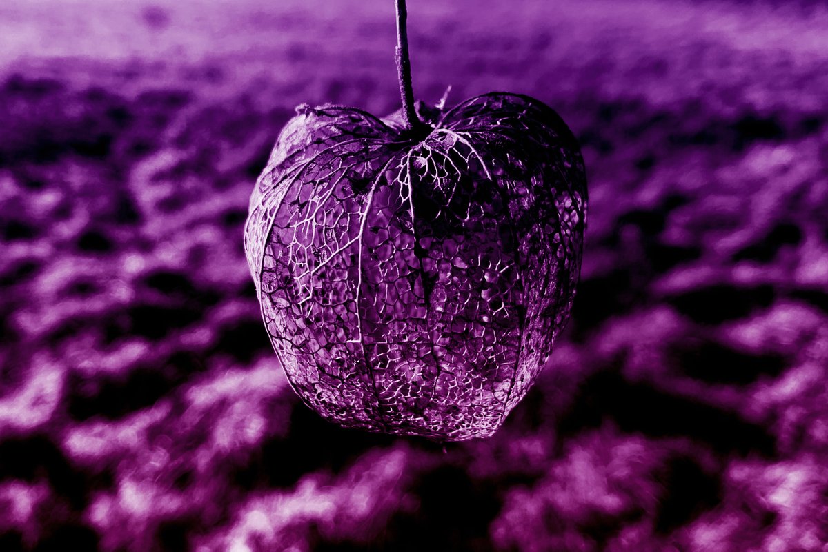 Dorothee tweet media