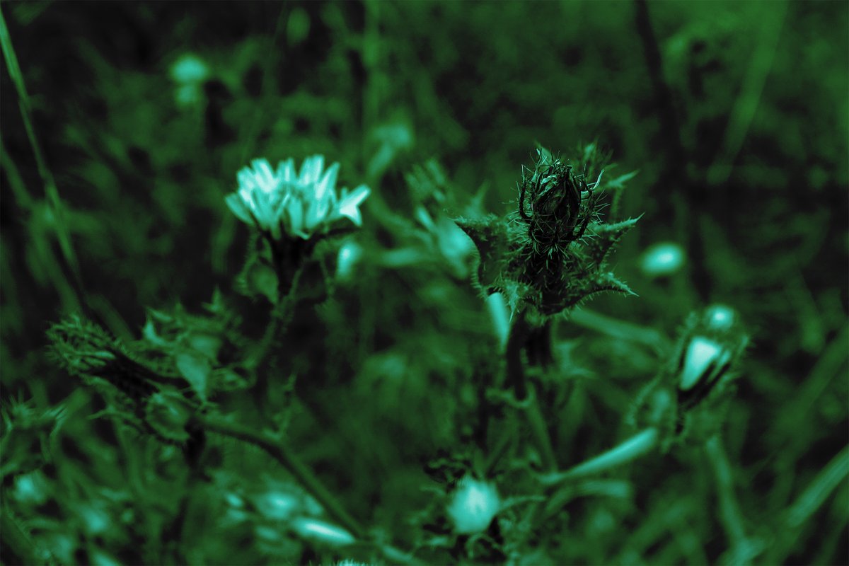 Dorothee tweet media